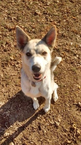 Throw the Ball!